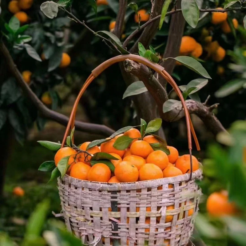 【精选砂糖桔】岭南佳果，产地直供 清甜多汁小甜心，一口爆汁 甘甜如蜜 ！“甜蜜小星球” 闪耀味蕾星空~！