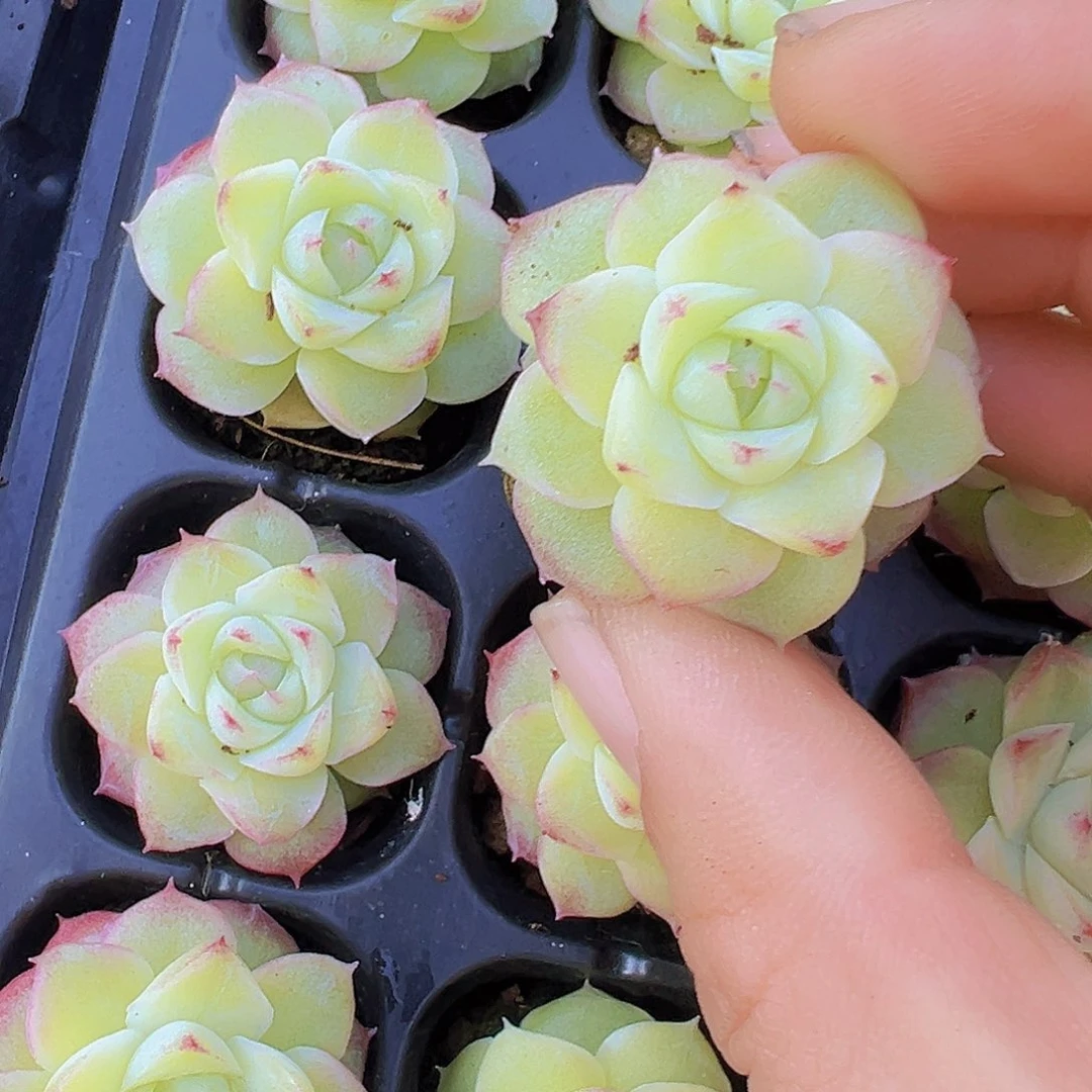 黄体玫瑰仙子苗3颗