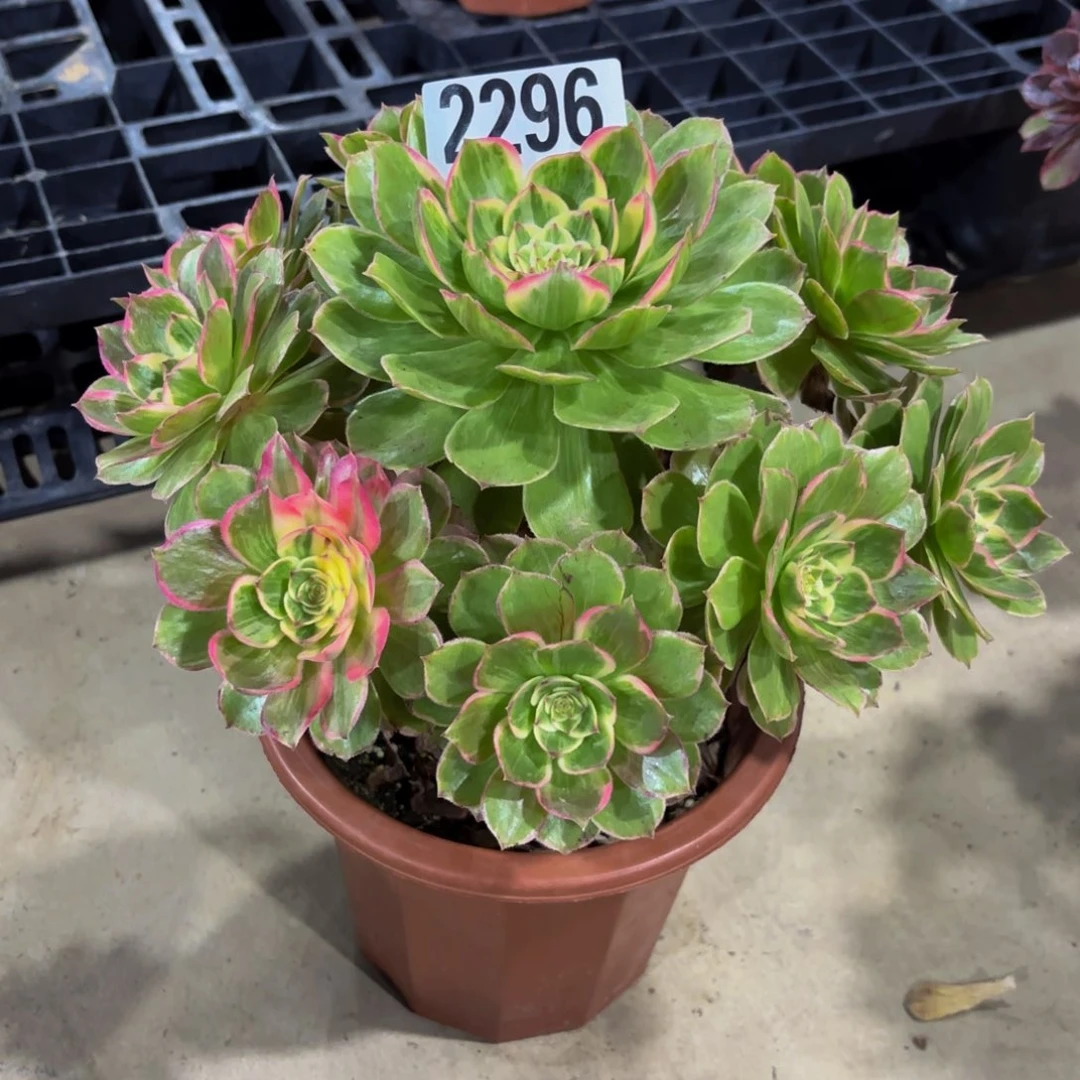 无花朵2296优选莲花座111111