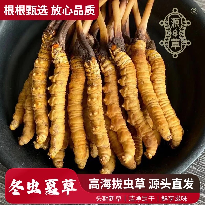 源草®2025年头茬新鲜冬虫夏草1.1克-1.2克一根