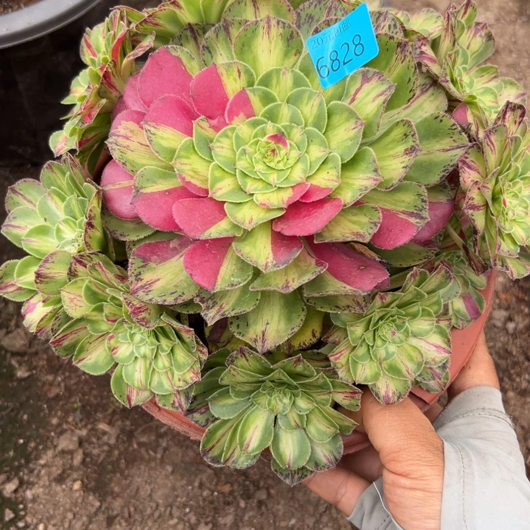 6828知否多肉植物