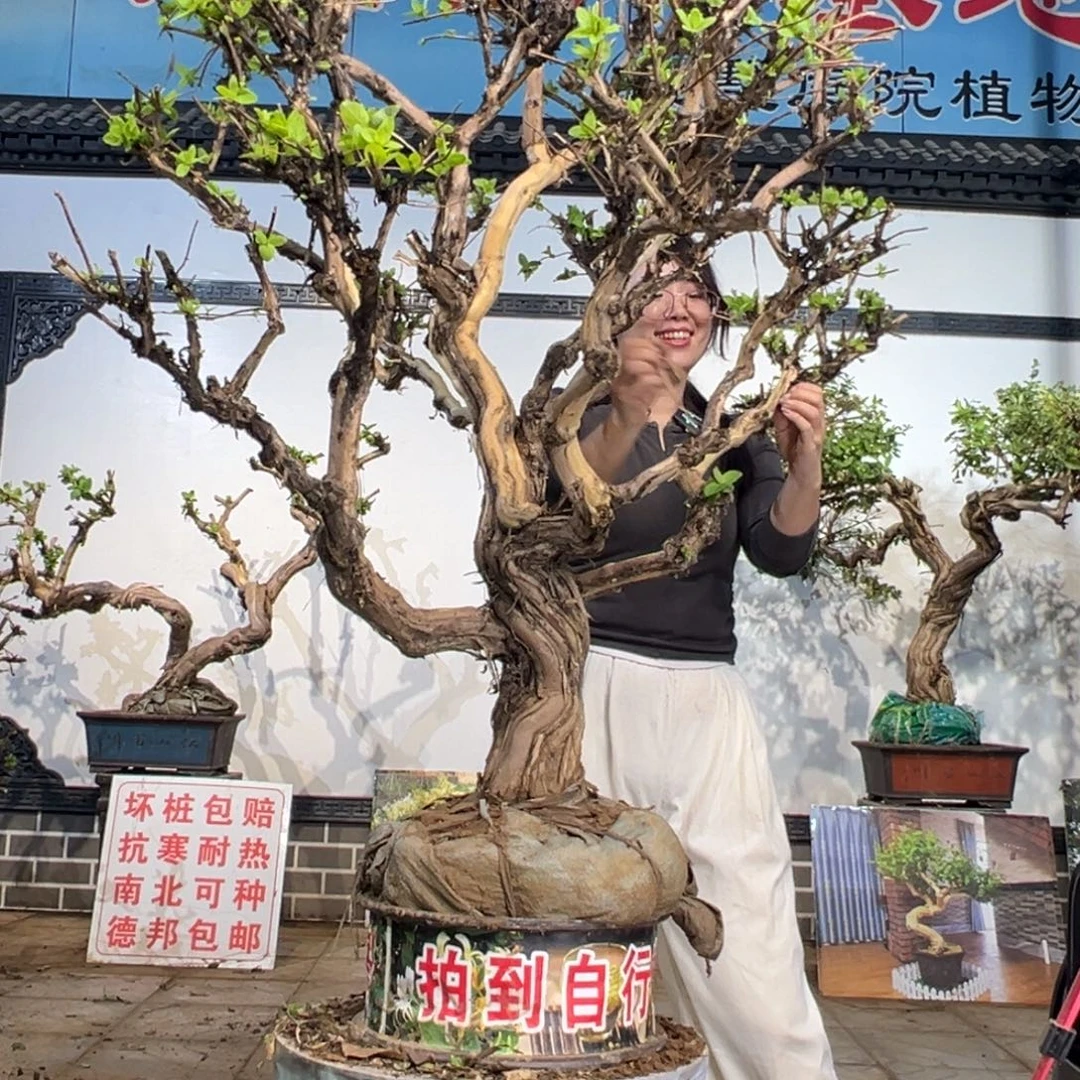龙***下完全开放金银花88888
