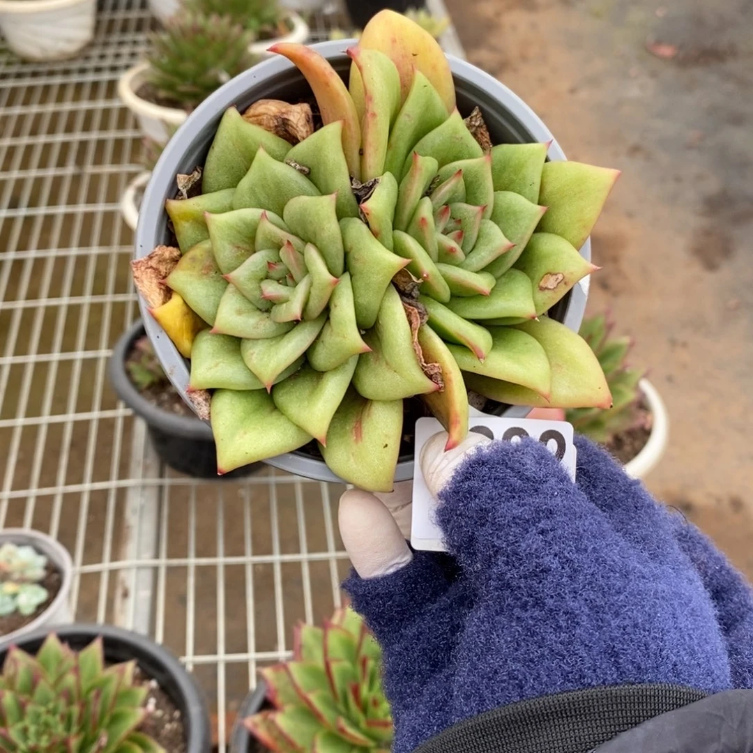 关***关4882玛利亚一物一拍