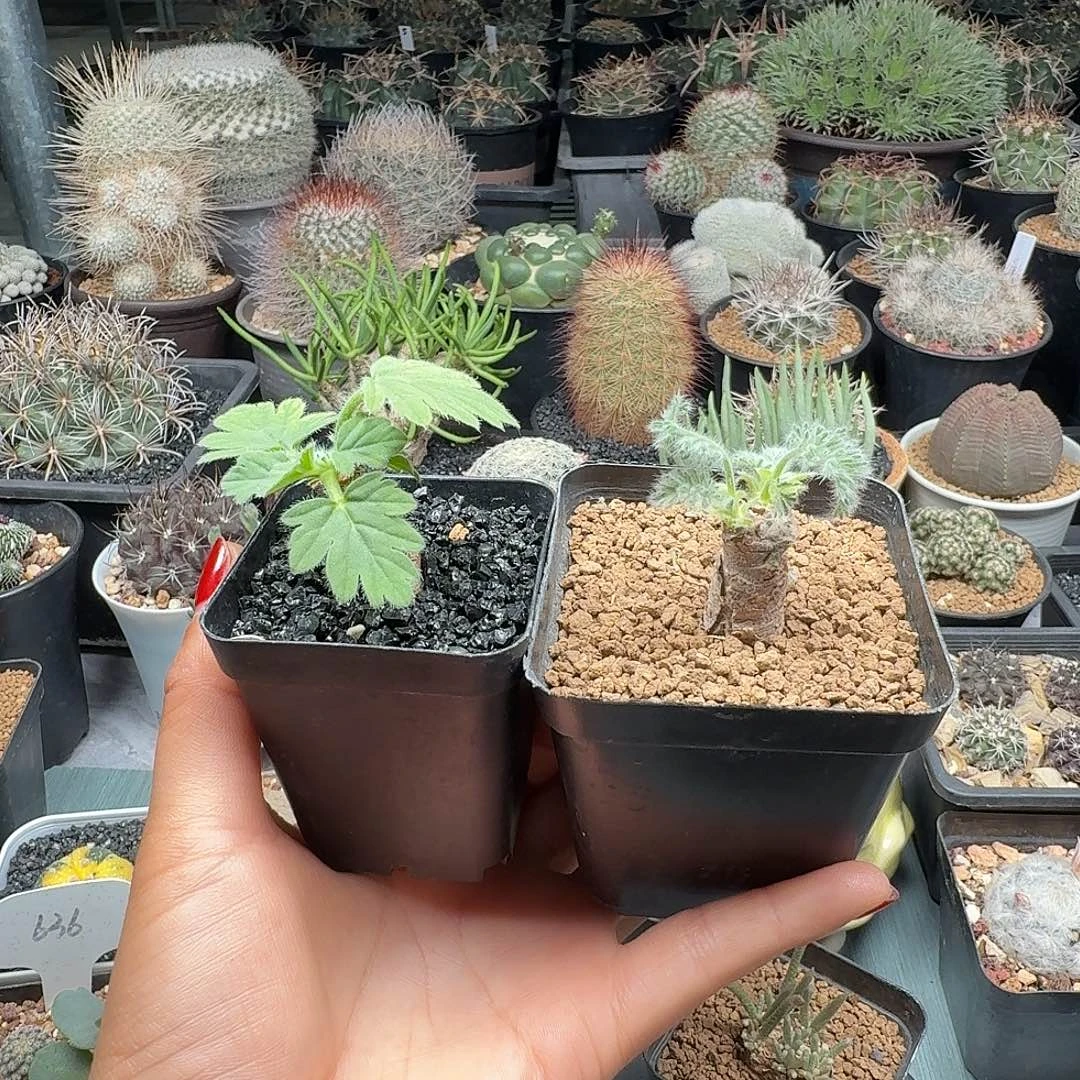 洋葵两颗脱土发货