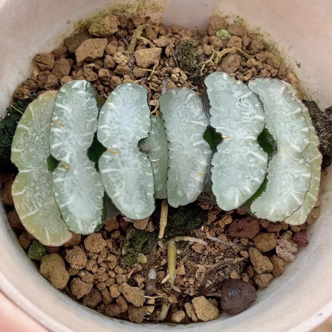 35白长须鲸玉扇福利专场