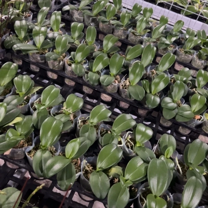 不开花植物原生2.5