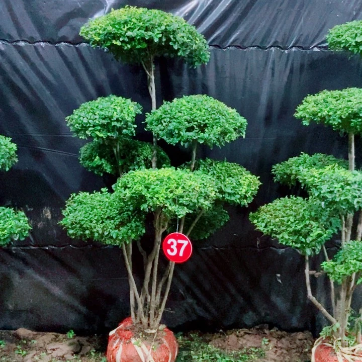 不开花植物一物一图一物一拍