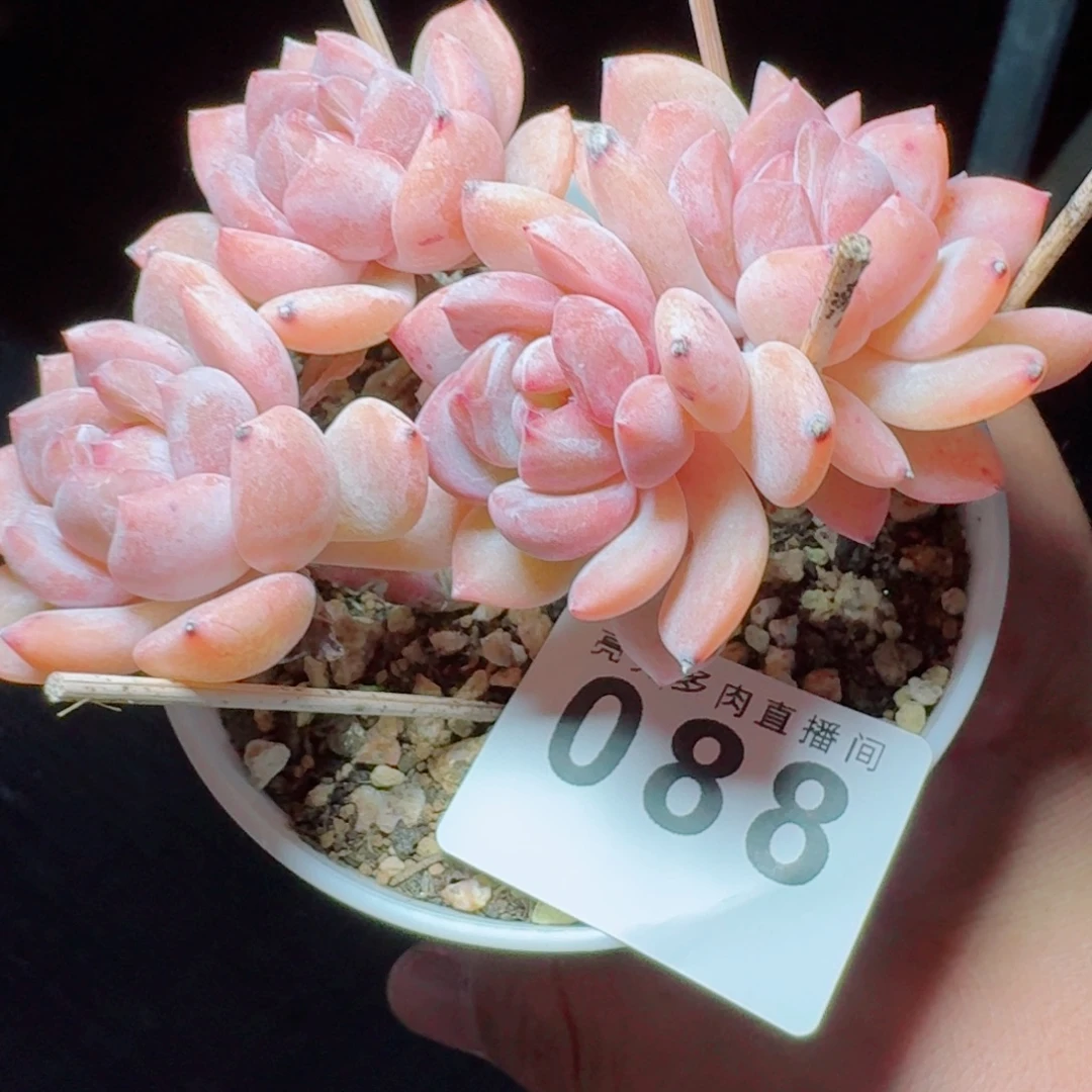 树桩星影            精美多肉植物