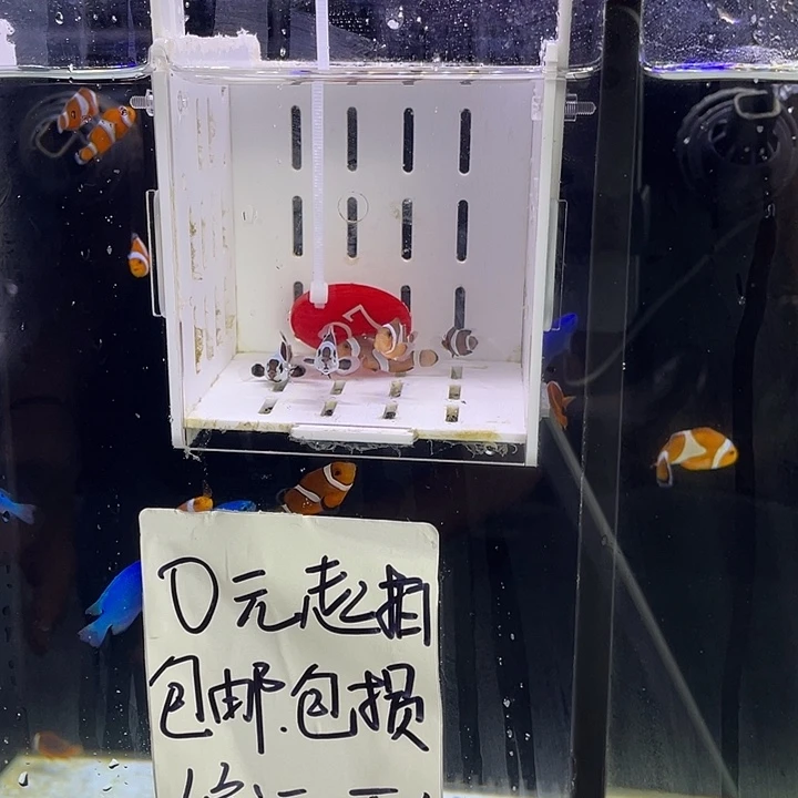 海水鱼27号闯缸鱼5条