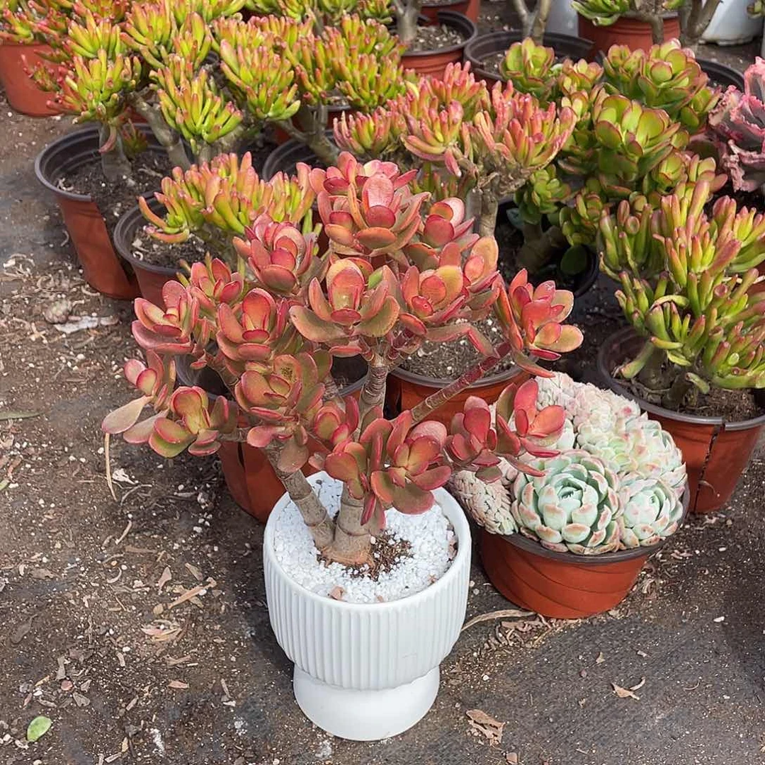 4年姬红花月带土球发货
