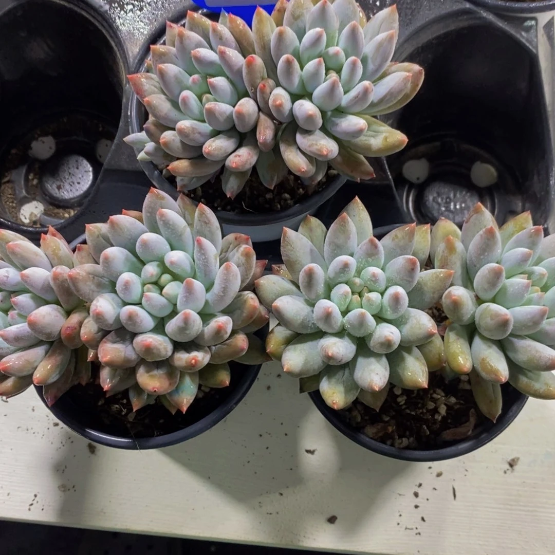 140-精品母本老桩所罗门双头一个