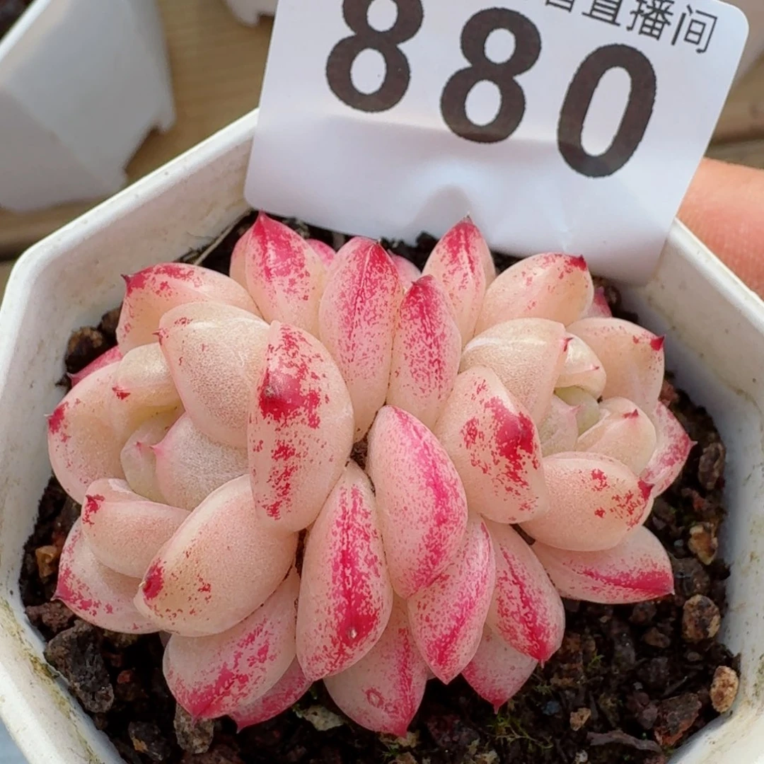 m100         精品多肉