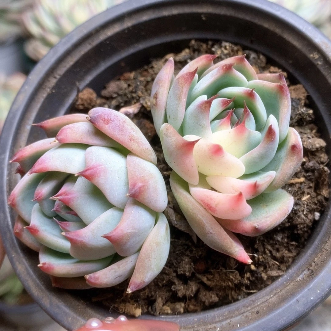 062锦锦锦锦锦锦锦