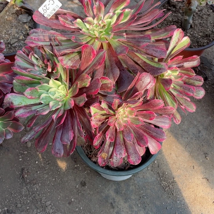 黎***后293铜花顺多肉123455789