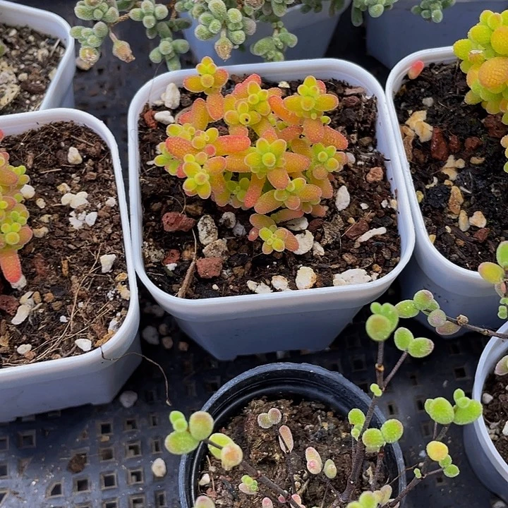 6.5方蜜橘糖球带盆土