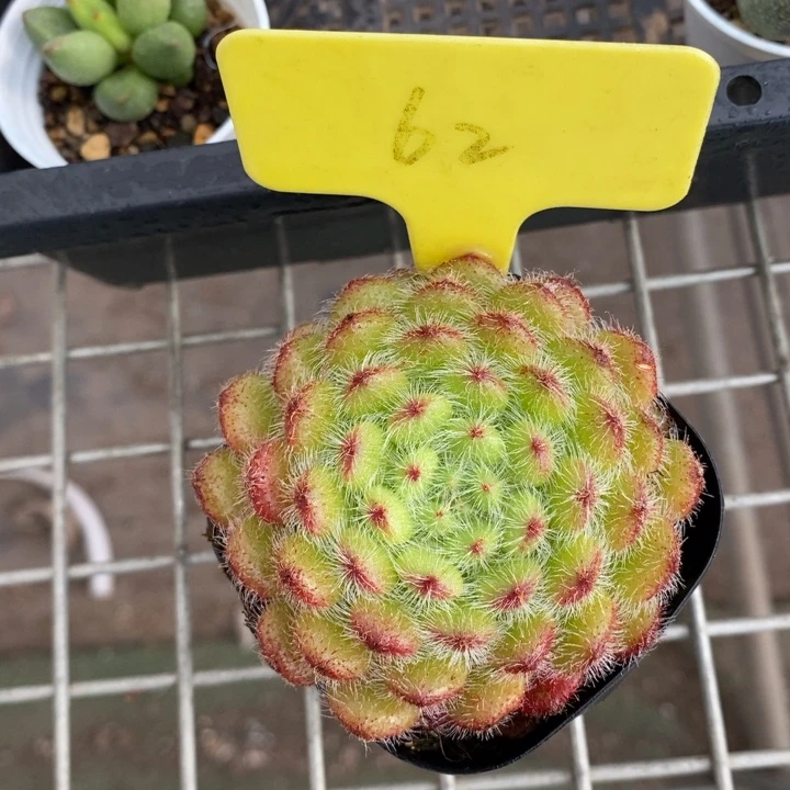 伯克利和格蕾纳等著名音乐