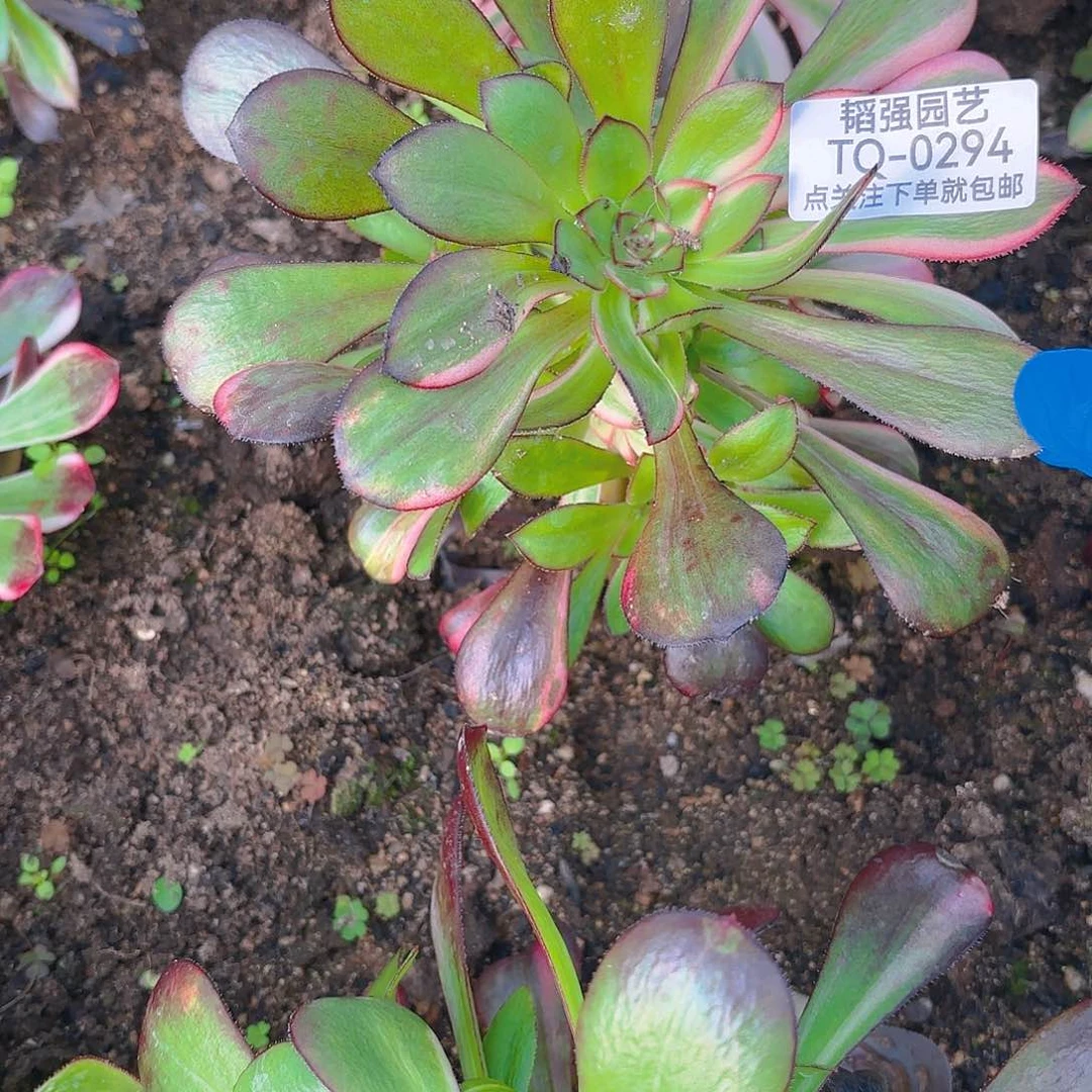 花蝴蝶多肉植物六号294