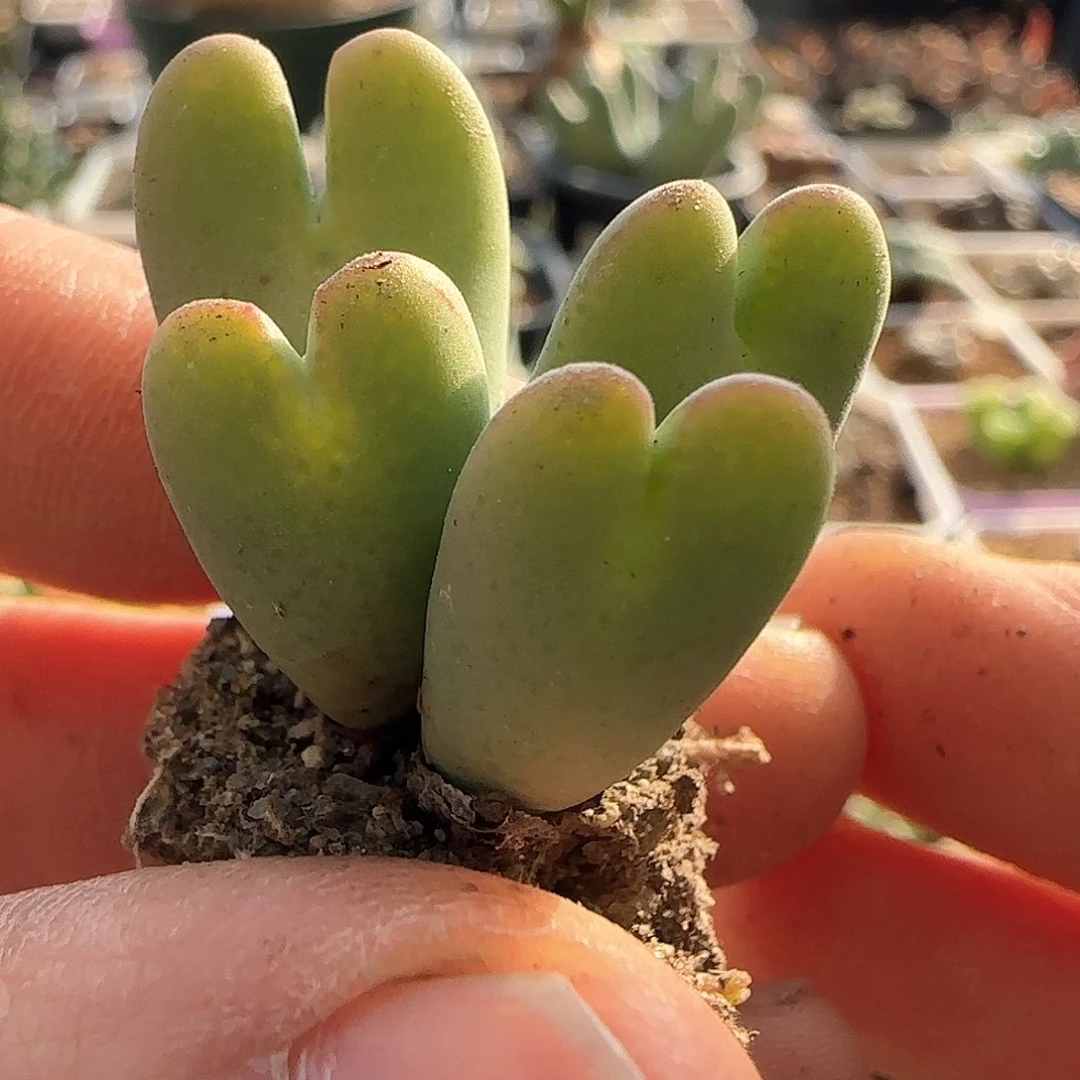 28包邮脱土发货26067