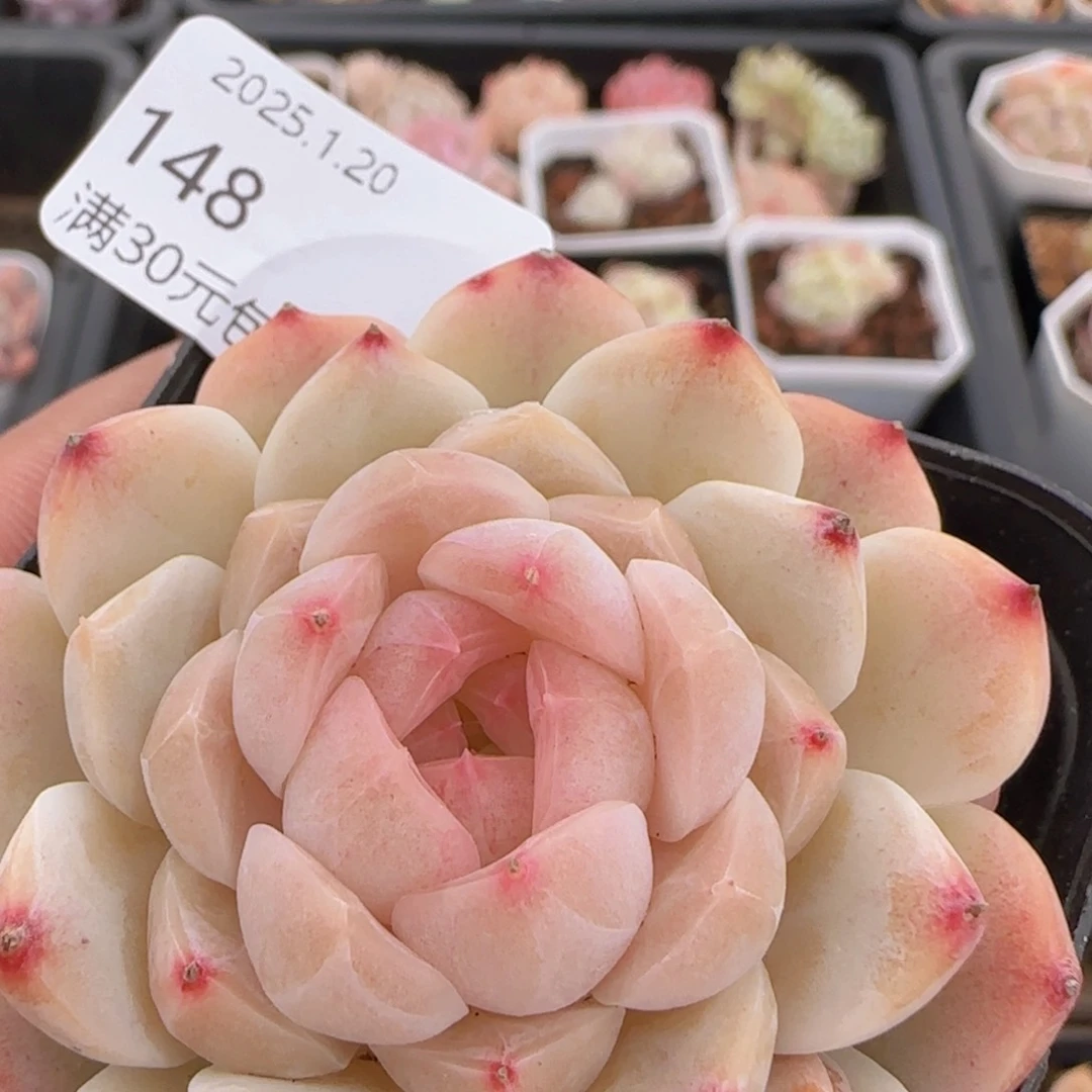 水果糖单头一颗脱土发货