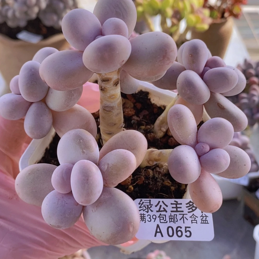 水光针奶酪11cm065多肉植物