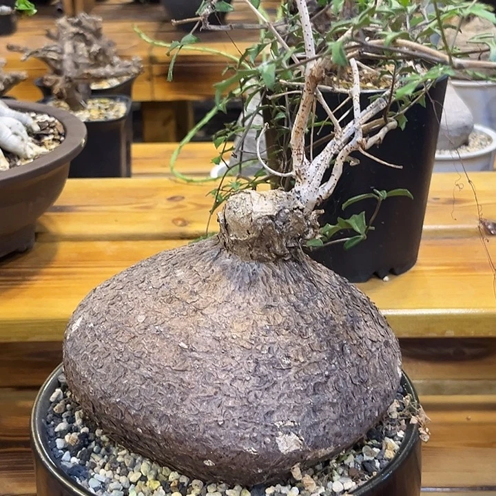 汤圆植物象足葡萄