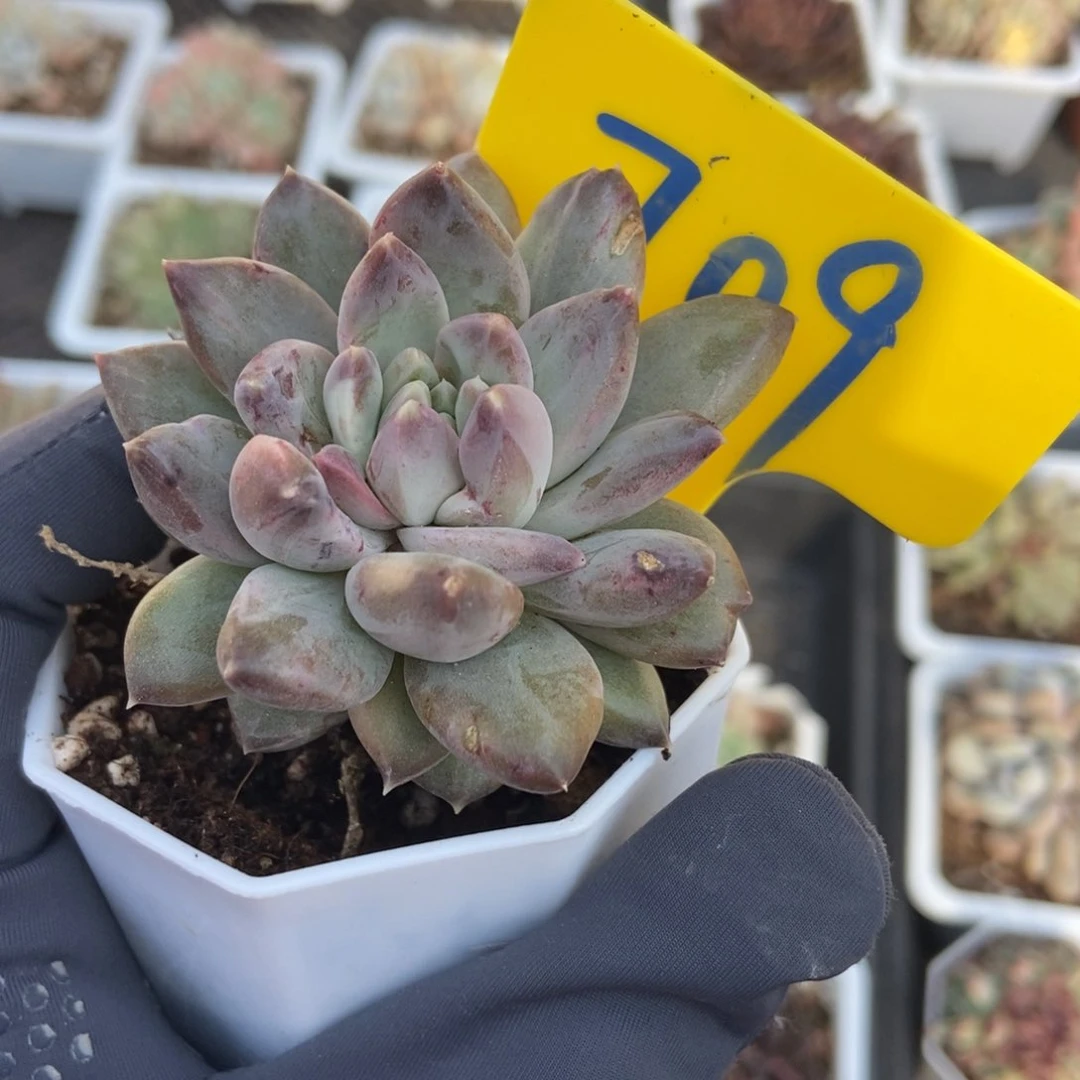 709重楼石化多肉植物