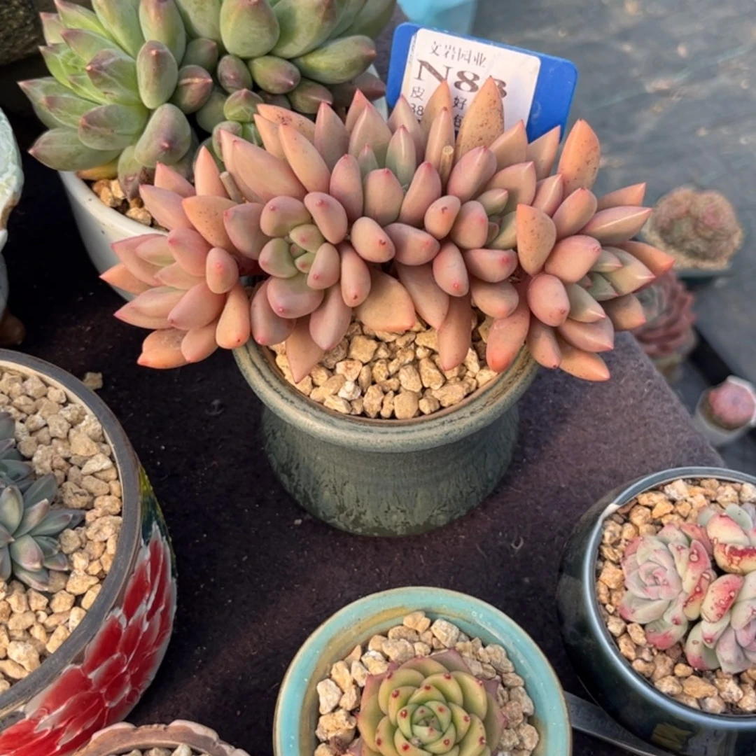 曲**曲多肉植物桃花园111111