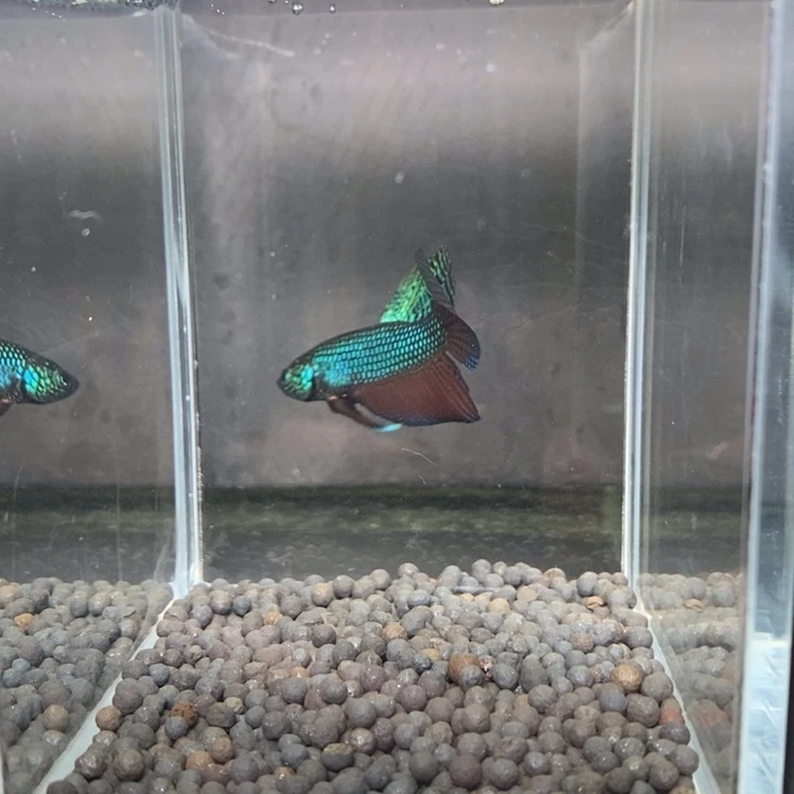 斗鱼泰国斗鱼503号