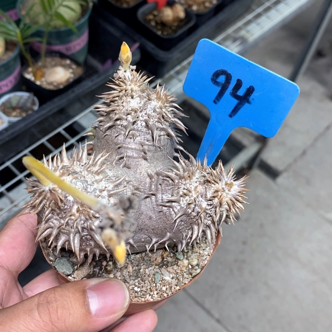 惠比大黑多肉植物