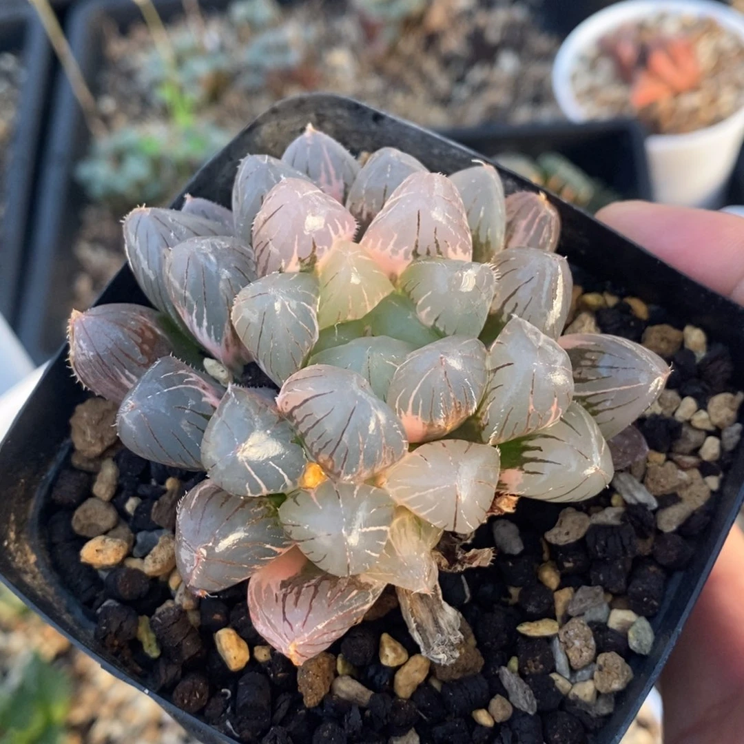 一颗实生玉露锦 开播福利