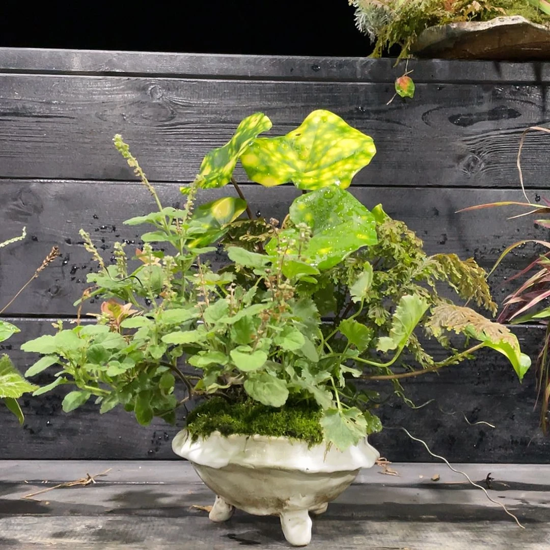无花朵日本山野草盆栽