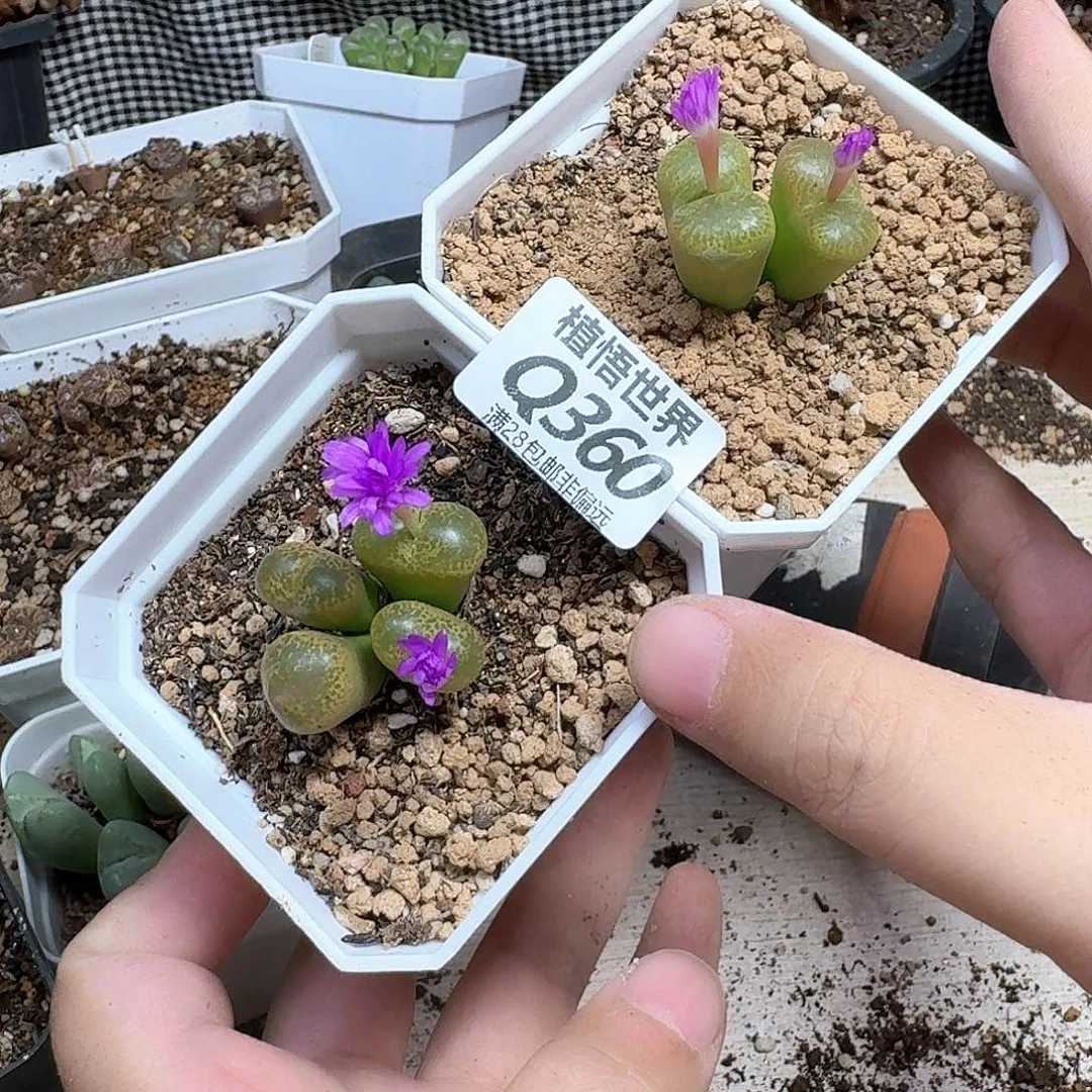 多肉植物润泽ffbn
