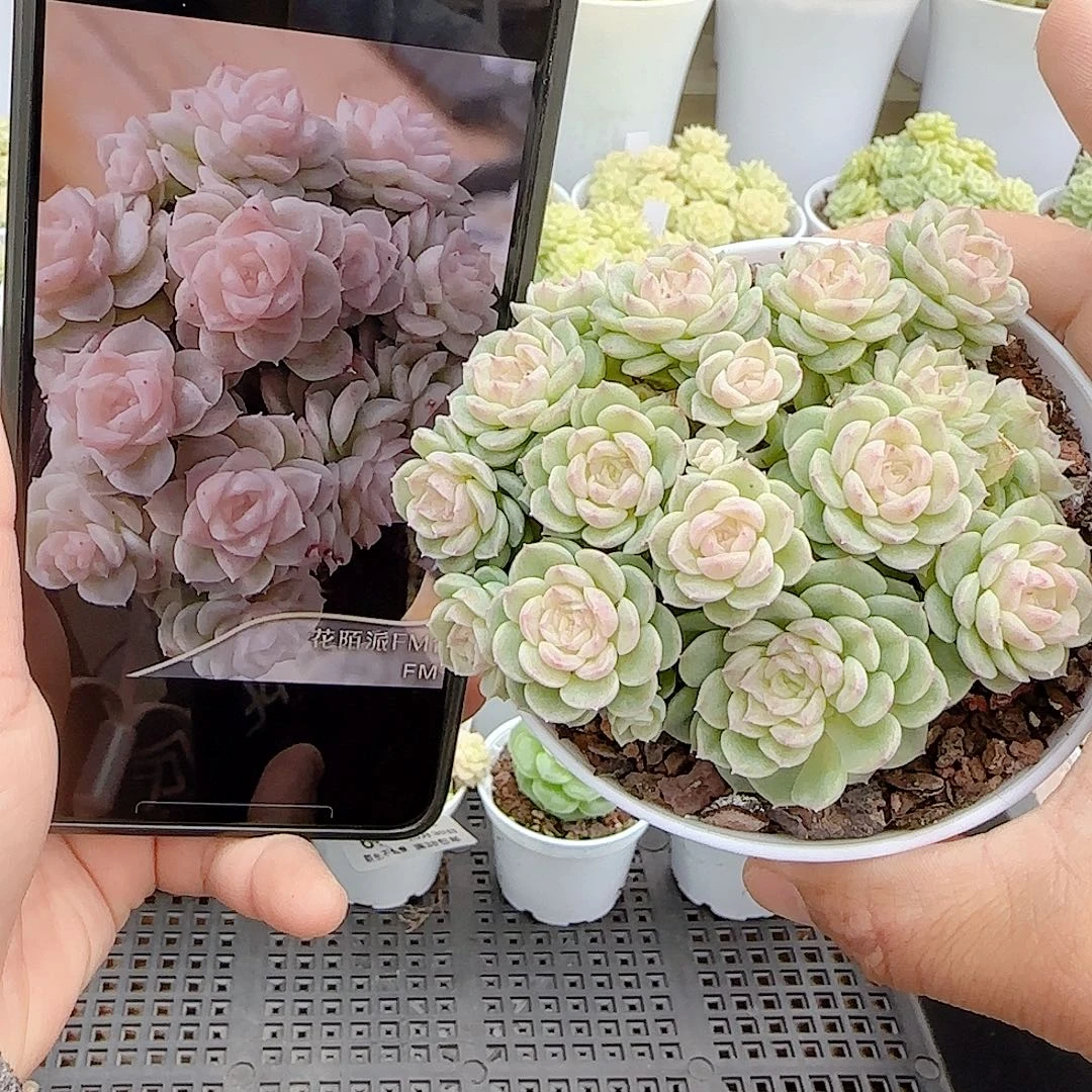 1030-79（fm-14）优选