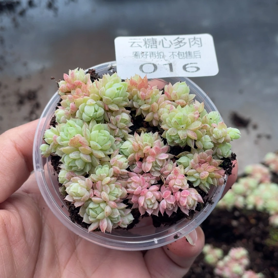云糖心多肉植物16
