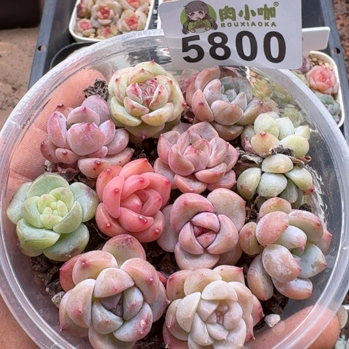 多肉植物多肉植物