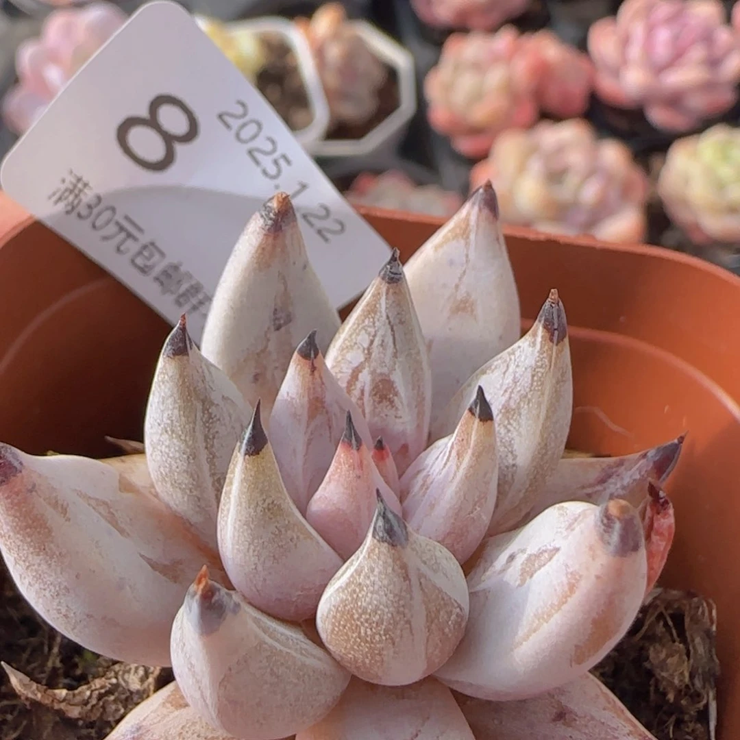 魔爪单头一颗脱土发货