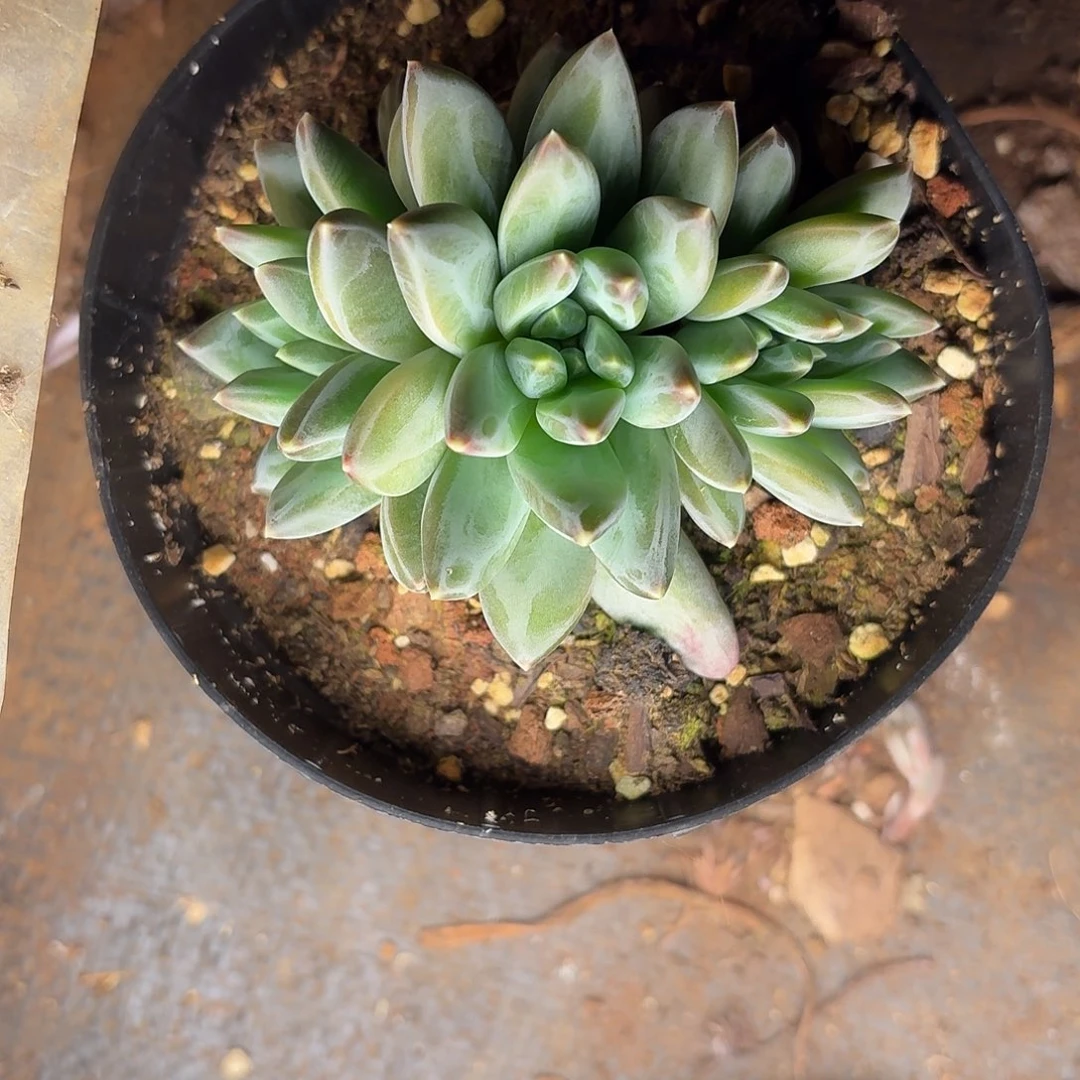 多肉植物幻影群生