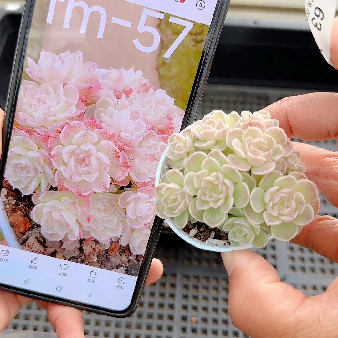 1213-63（fm-57）优选多肉