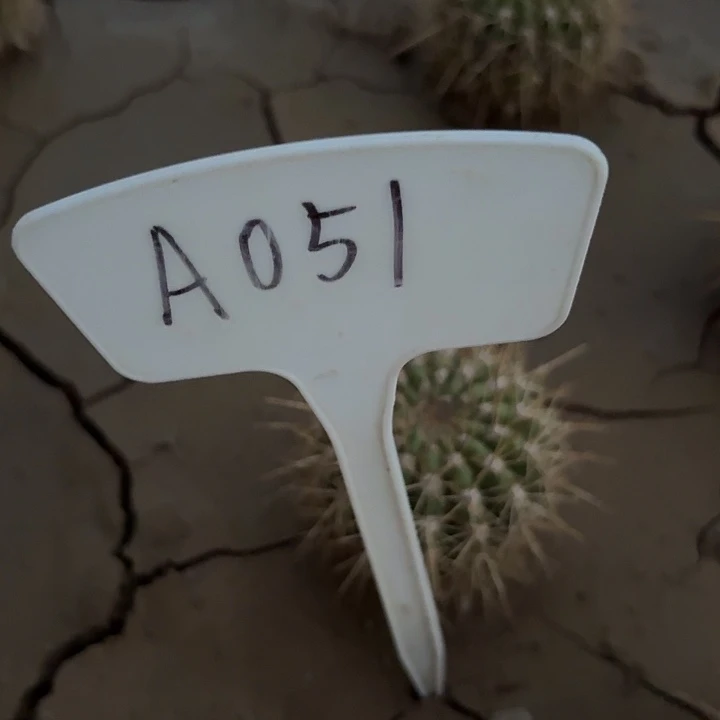 A051,清清3-223的