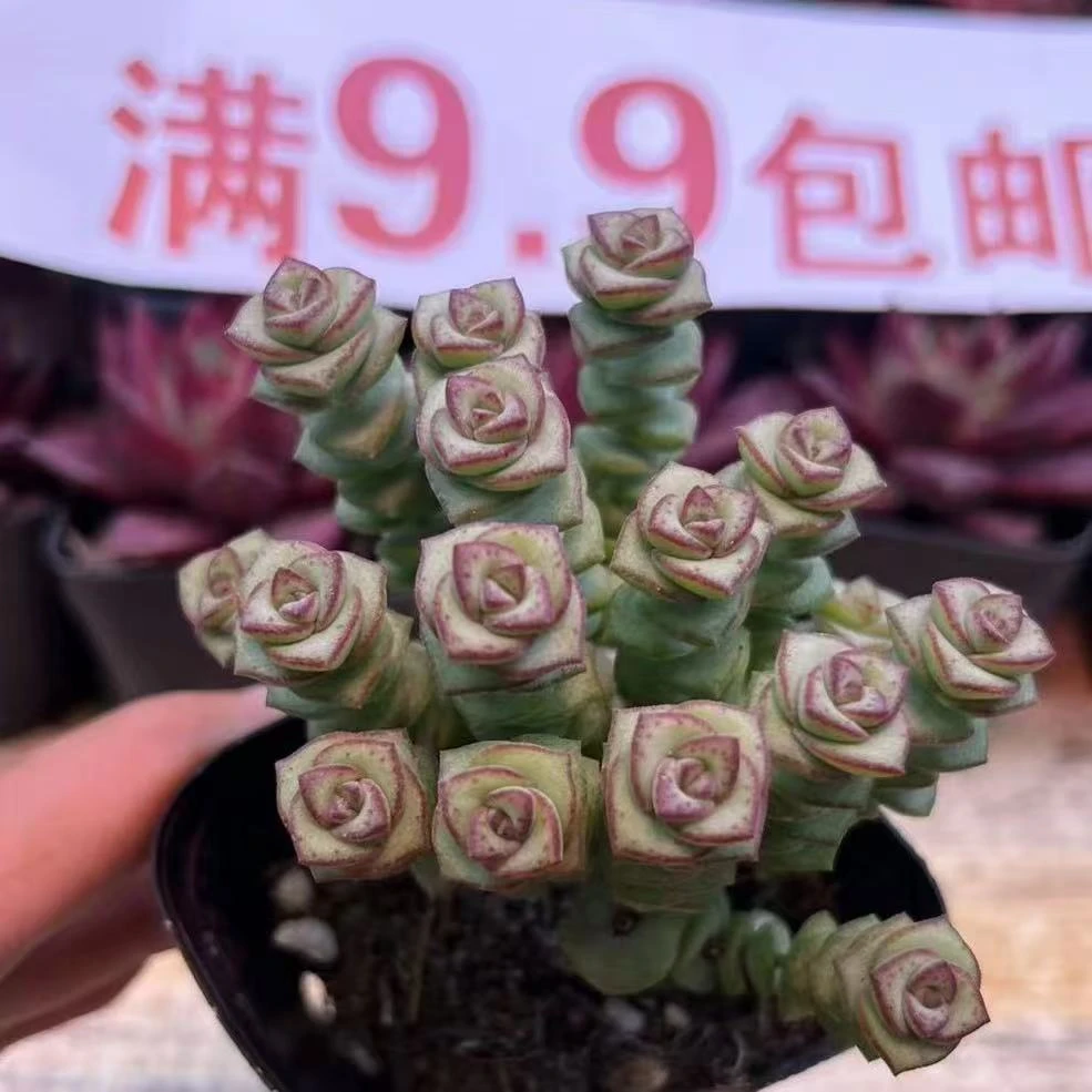 钱串盆 带盆发多肉植物 满9.9包邮