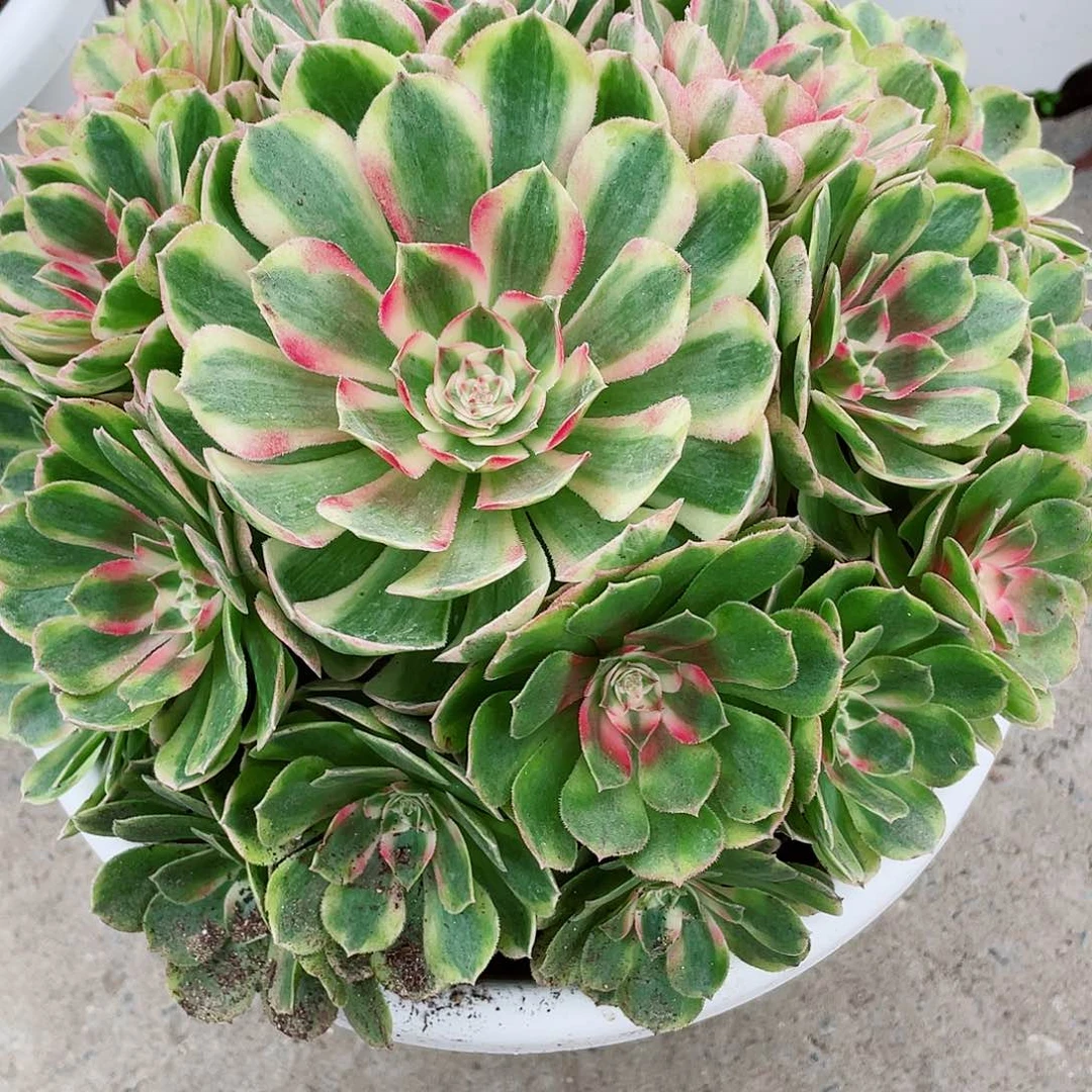 沁***源暖暖法师多肉植物园源蔷薇b发个哥哥很高