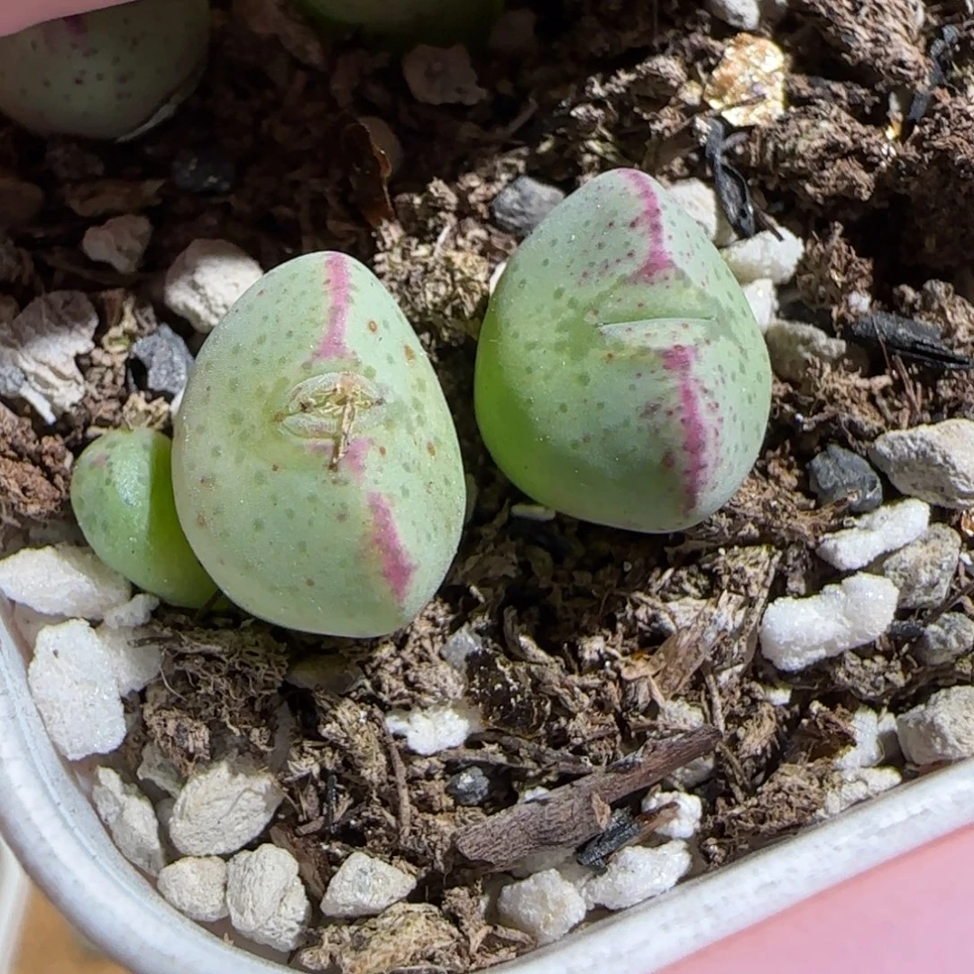 肉锥多肉植物组合-1455.8、283