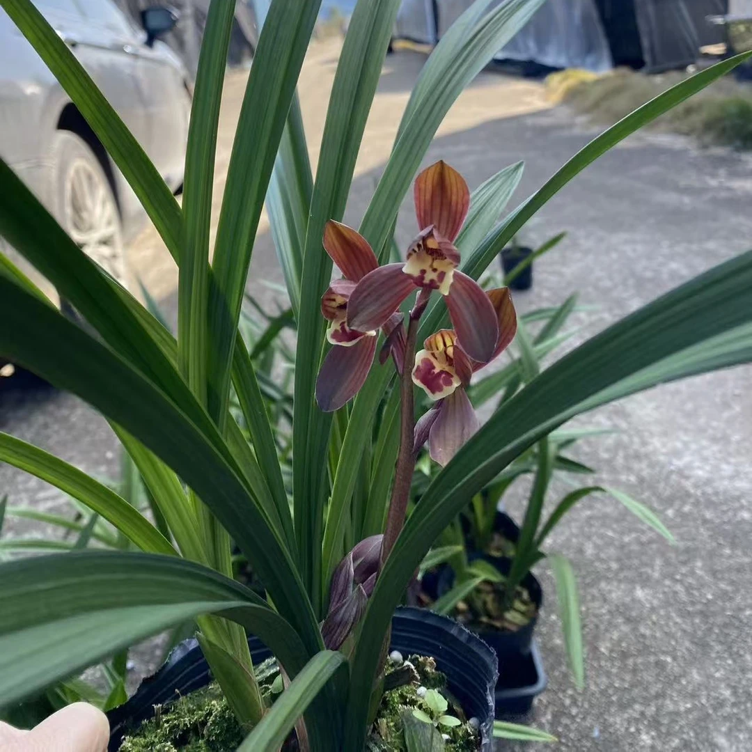 墨兰富贵红荷浓香型兰花带花苞花剑培育盆发货