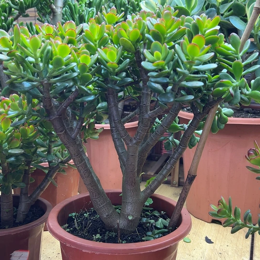 姬红花月一物一拍多肉植物