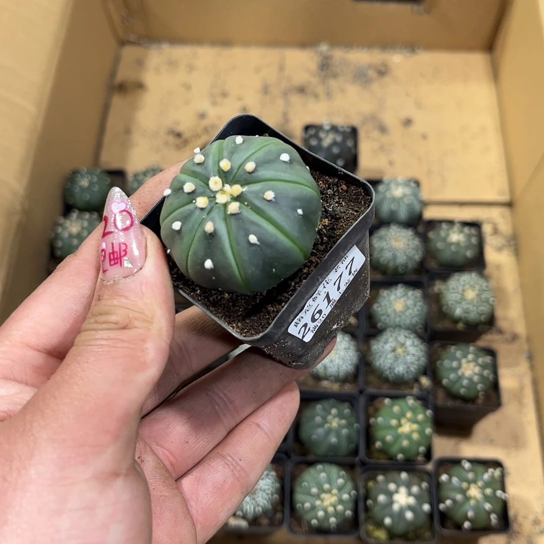 Y****826177一物一拍单头发货