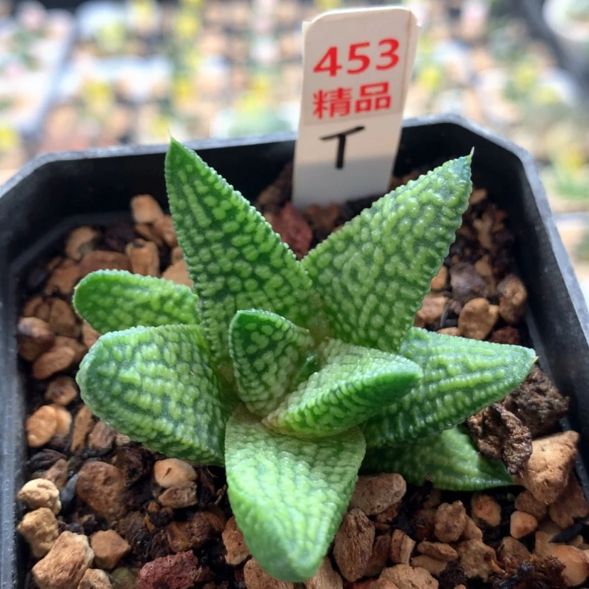 【闪购商品】453大理石女王