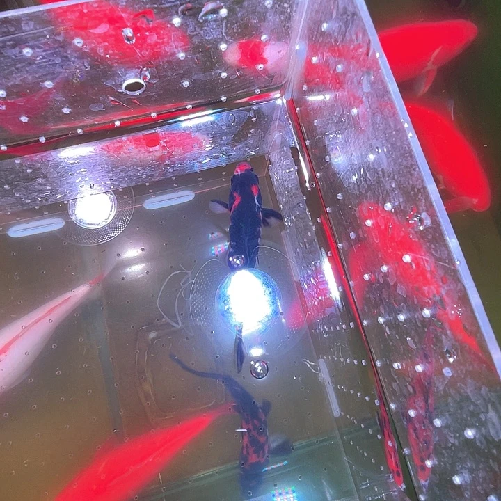 海水鱼品相自荐全场包邮