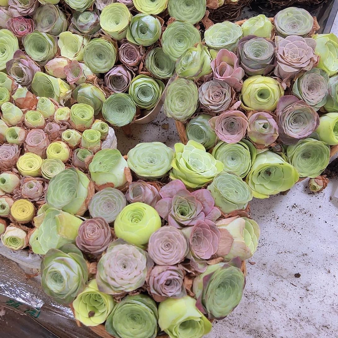 七彩大花22颗3到5厘米盆