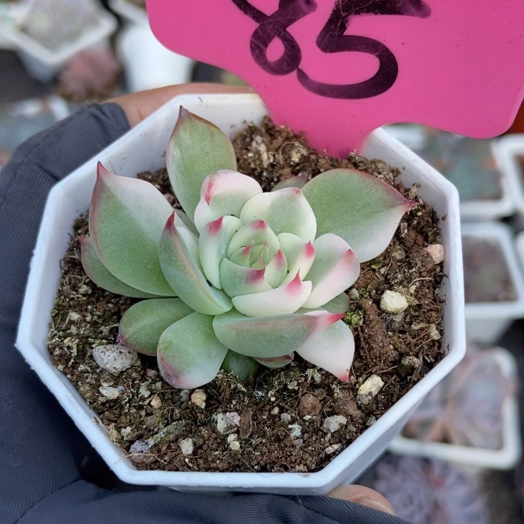 85吉娃娃锦多肉葡萄