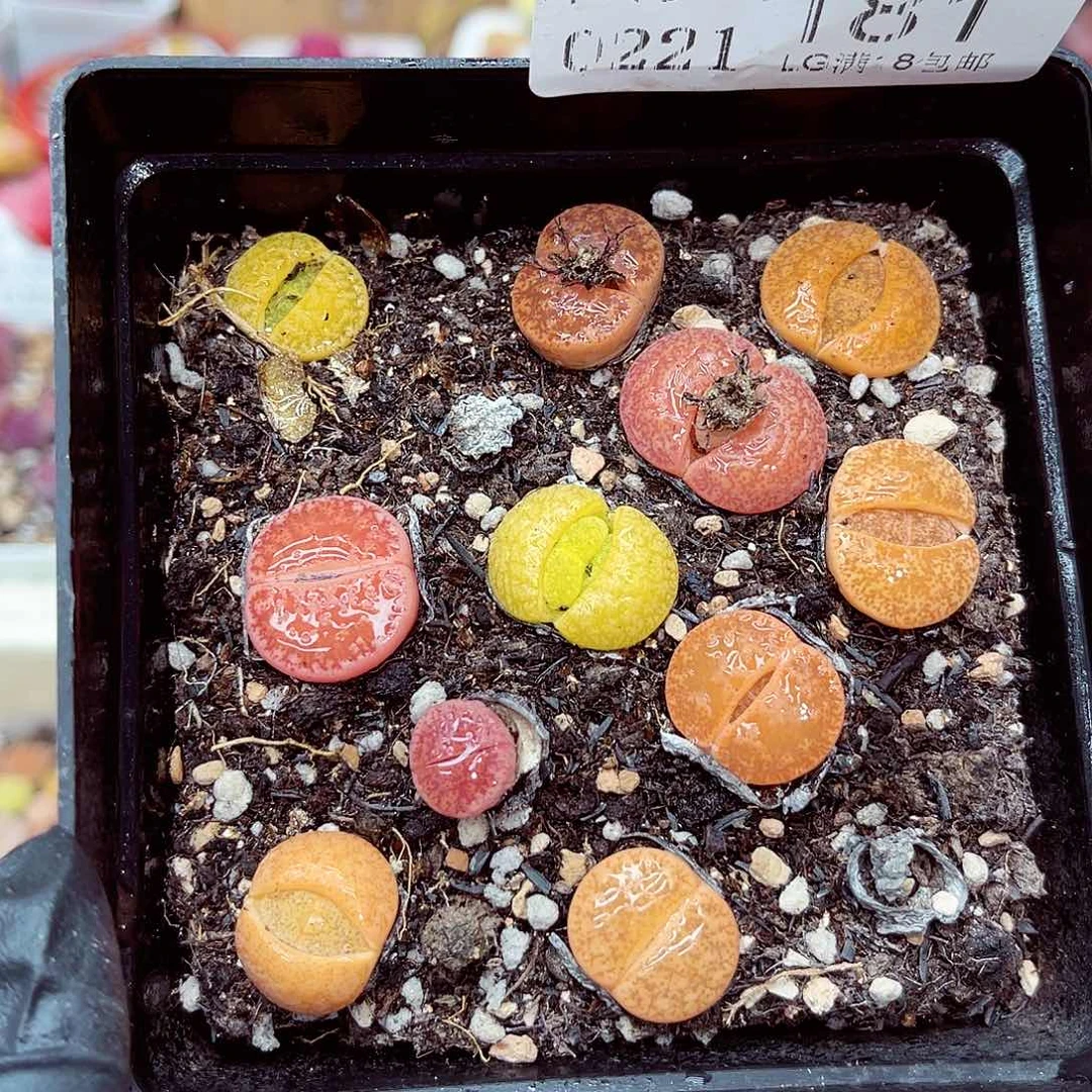 生石花满18包邮21-181
